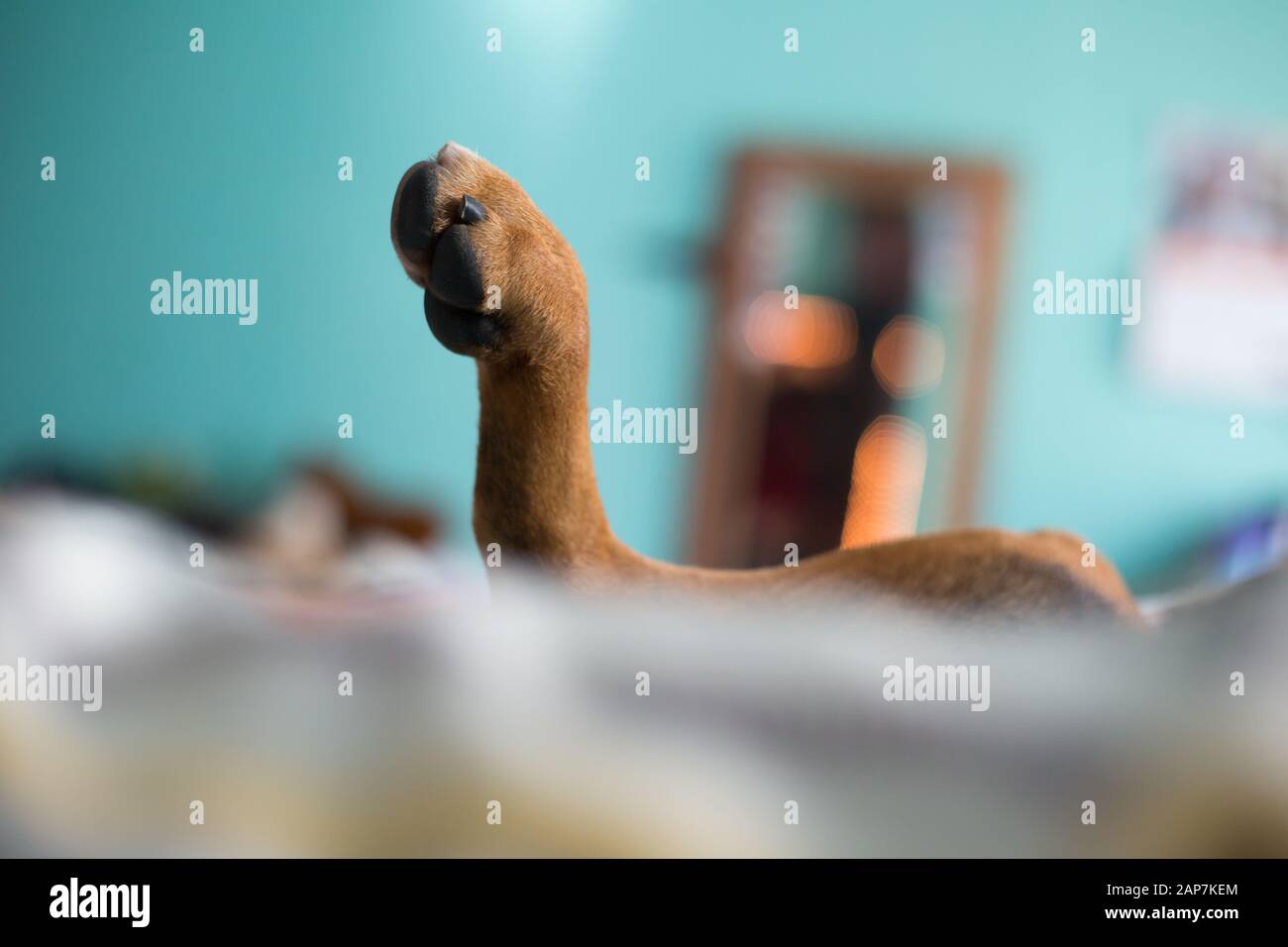 Un cucciolo dorme in posizione divertente nel letto dei proprietari. Foto Stock