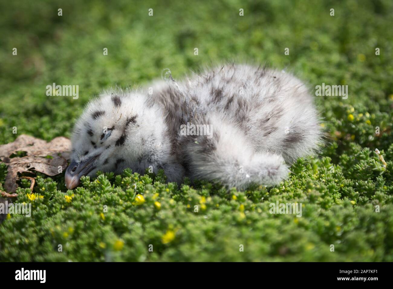 Un uccello del bambino che dorme in un nido verde mossy. Foto Stock