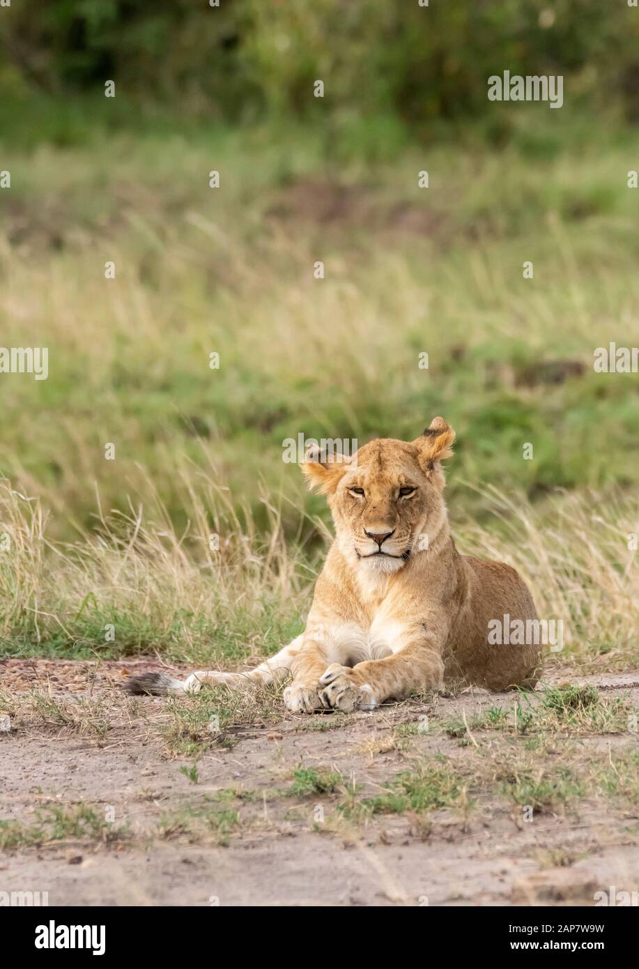 Una donna contesa da doppio orgoglio di croce camminando nelle pianure di. Africa all'interno della Riserva Nazionale Masai Mara durante un safari di fauna selvatica Foto Stock
