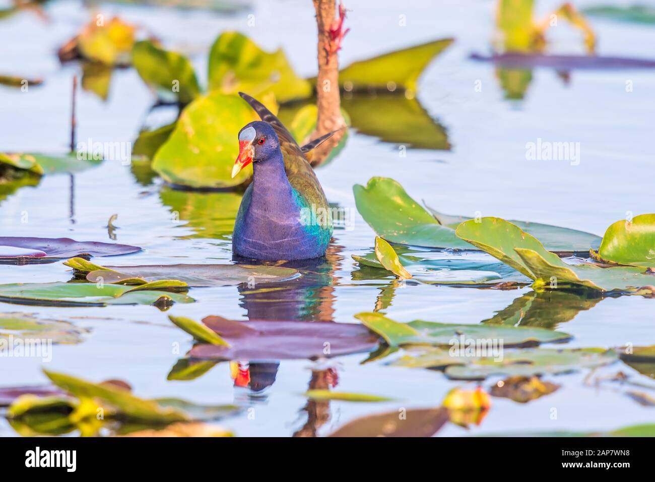 Gallinule viola americano (Porphyrio martinicus) trovato nel Parco Nazionale delle Everglades. Sentiero Anhinga. Florida. STATI UNITI Foto Stock