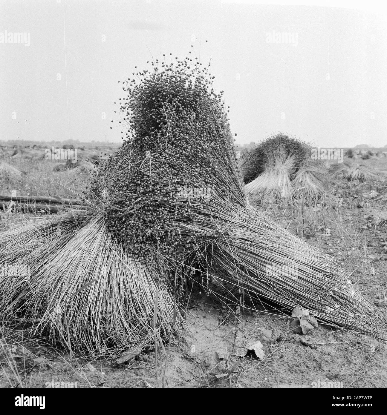 Il raccolto 1964, il lavoro sulla terra Data: 22 luglio 1964 Parole Chiave: Raccolta Foto Stock