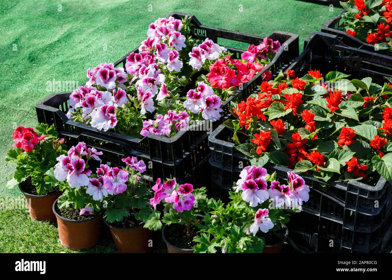 Piantine di fiori di petunia colorata e altri fiori in scatole nere stanno a terra per l'invasatura. Vaso primaverile, natura, decorazione interna Foto Stock