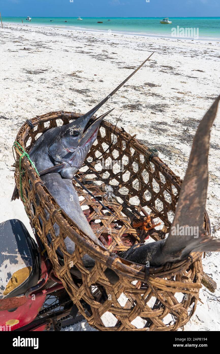 Pesce di marlin appena pescato in un cesto di paglia su una moto sulla spiaggia di Zanzibar Island, Tanzania, Africa orientale, primo piano Foto Stock