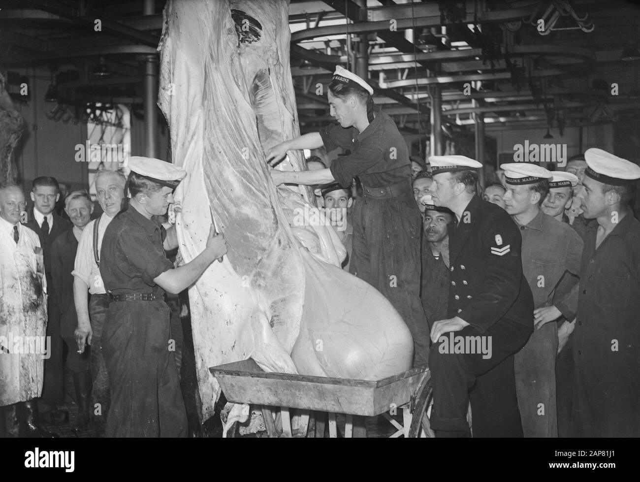 Commissione Moc Hilversum Le Grand Op Abattoir Utrecht Data: 13 Settembre 1949 Luogo: Hilversum, Utrecht Parole Chiave: Mattatoi, Commissioni Foto Stock