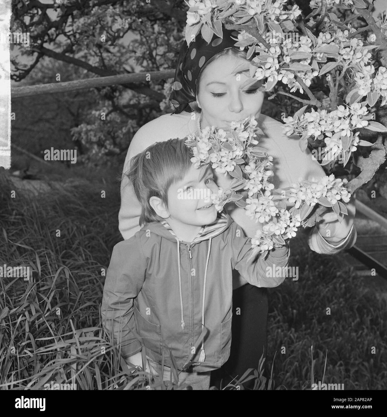 De Betuwe in fiore, i frutteti in fiore Data: 6 maggio 1965 luogo: Betuwe Parole Chiave: ORROOGARDS, fioritura Foto Stock