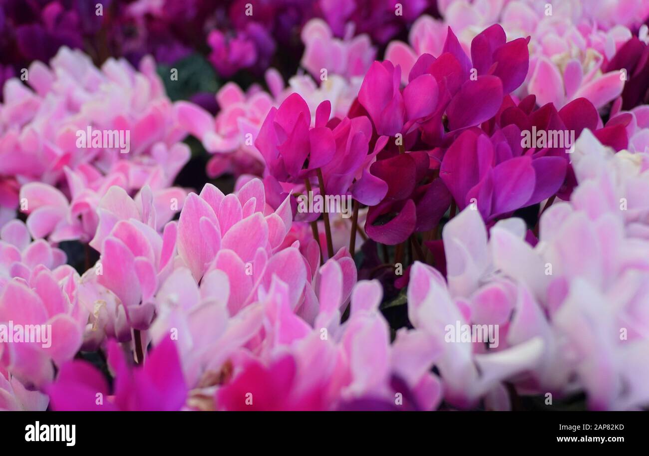 Bella miscela di fiori Di Ciclamino viola e rosa fiorista Foto Stock