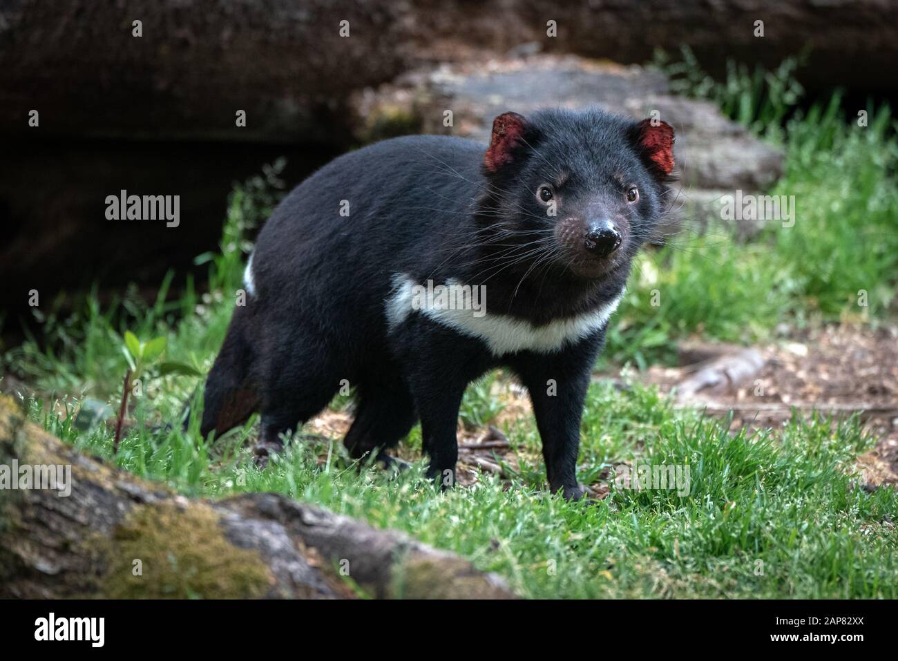 Diavolo della Tasmania in ambiente boschivo Foto Stock