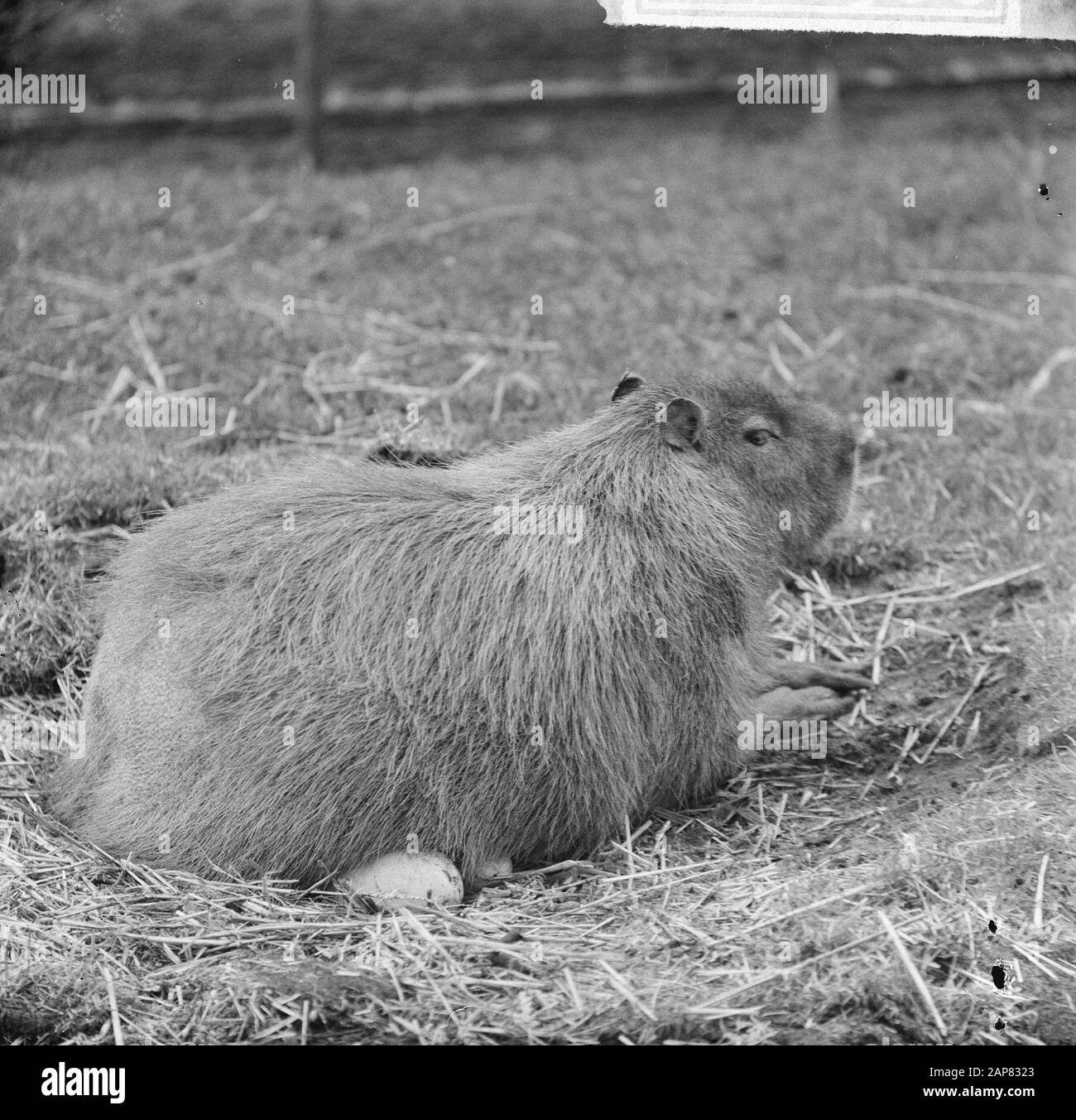 Artis, Capibare o boare d'acqua su uova di struzzo Data: 9 giugno 1965 Parole Chiave: Zoos Nome personale: Capibare Nome dell'istituzione: Artis Foto Stock Artis, Capibare o boare d'acqua su uova di struzzo Data: 9 giugno 1965 Parole Chiave: Zoos Nome personale: Capibare Nome dell'istituzione: Artis Foto Stock