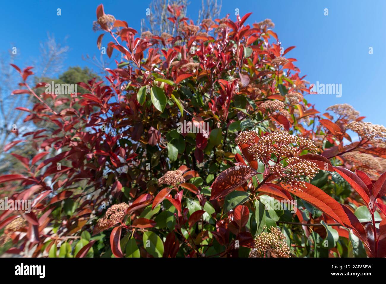comune nei parchi, arbusti sono utilizzati come una separazione di ambiente. Foto Stock