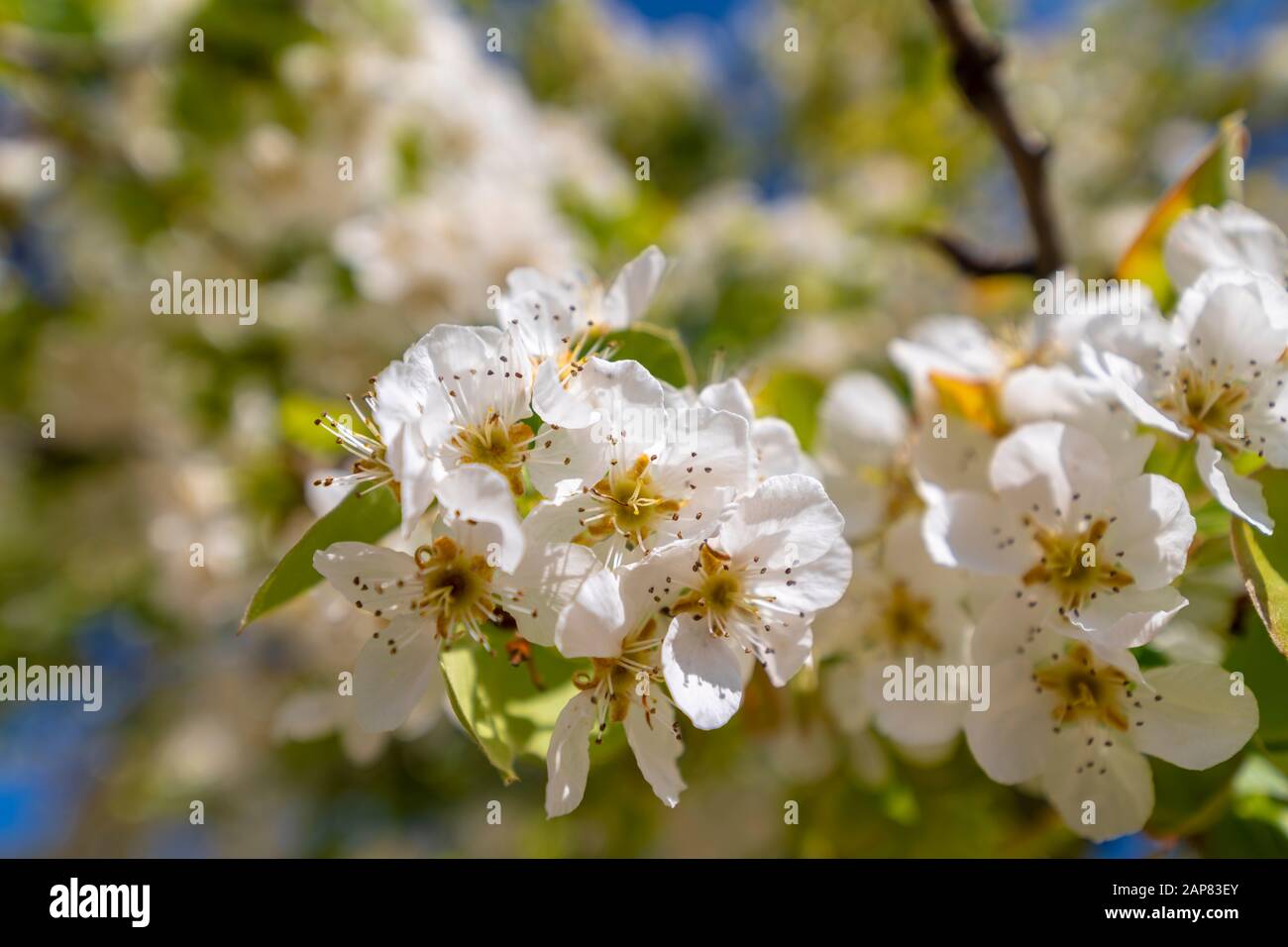 I fiori bianchi di mela sono spettacolari al momento della fioritura. Foto Stock
