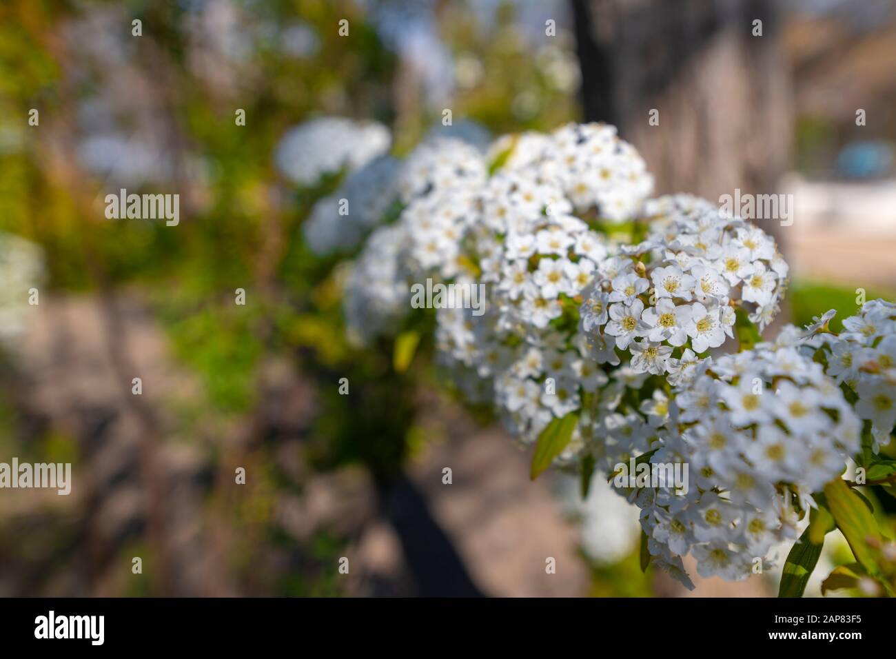 Cespuglio fiorito di Spirea, sempre spettacolare. Foto Stock