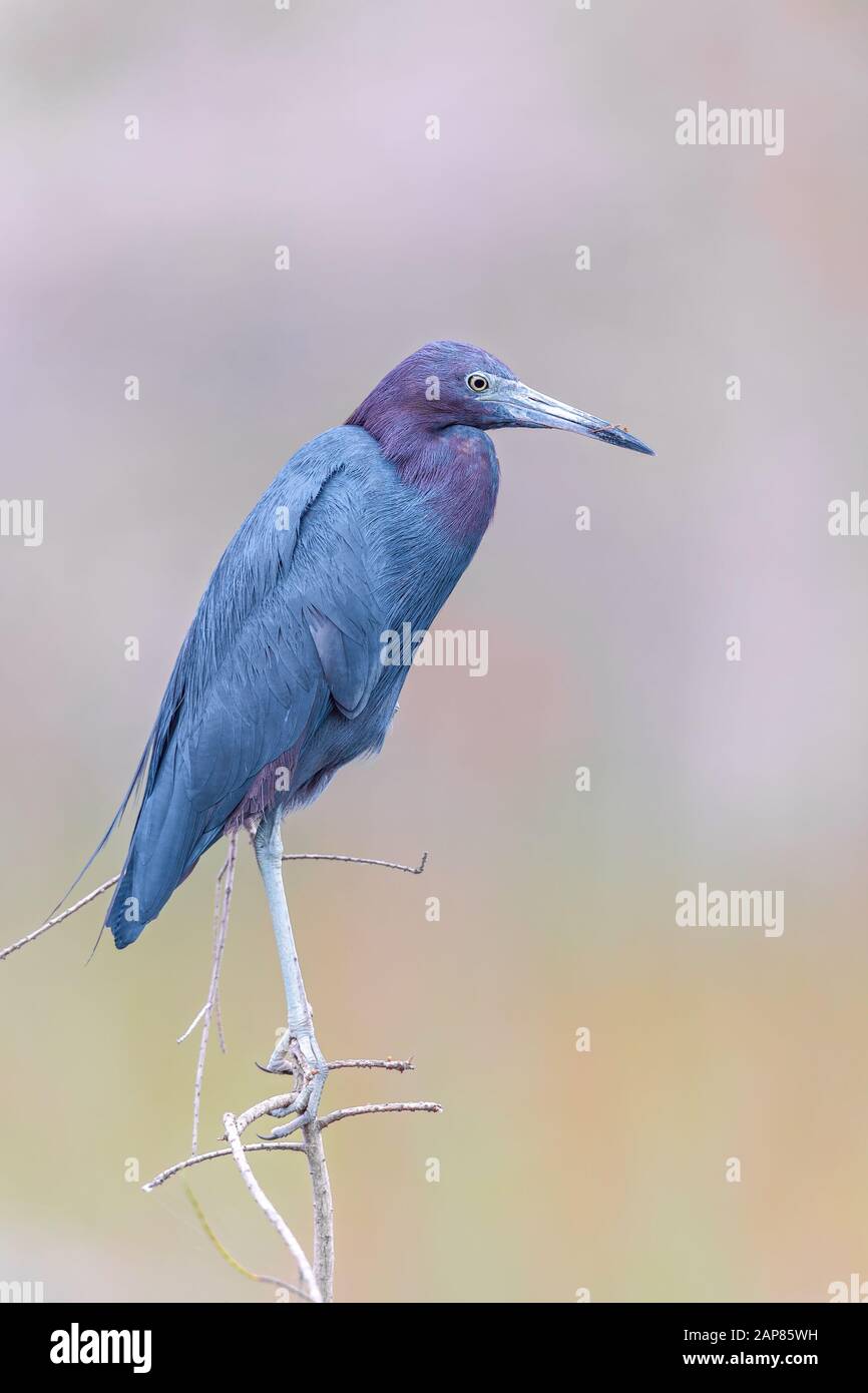Little Blue Heron (Egretta Caerulea). Mahogany Hammock Road. Parco Nazionale Delle Everglades. Florida. STATI UNITI Foto Stock