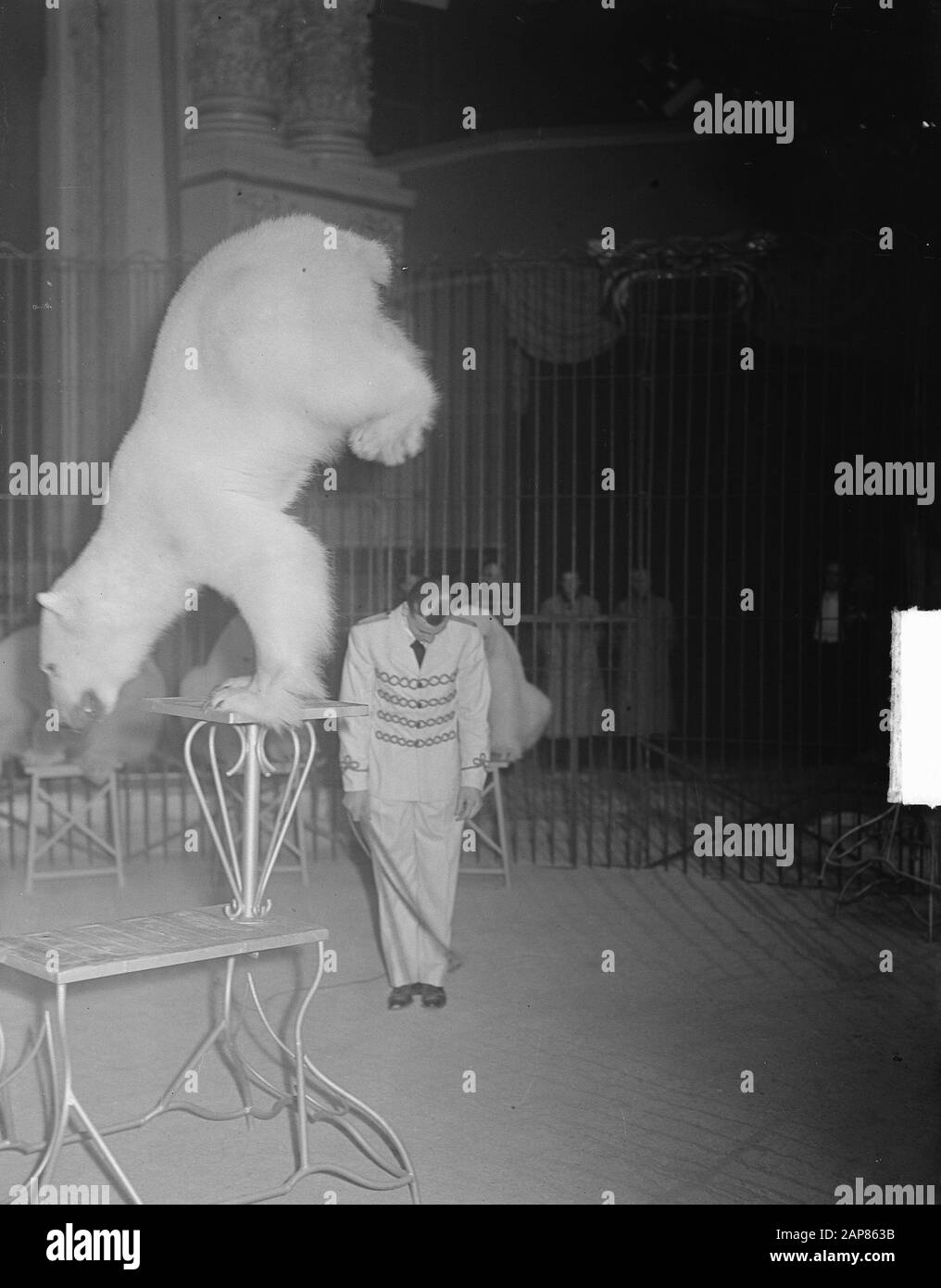 Circo Strassburger a Carré ad Amsterdam. Teddy Holmberg con uno dei suoi 12 orsi polari vestiti. Orso sulle gambe anteriori Data: 21 Dicembre 1949 luogo: Amsterdam, Noord-Holland Parole Chiave: Circhi, animali, dipers, orsi polari Nome personale: Holmberg, Teddy Foto Stock