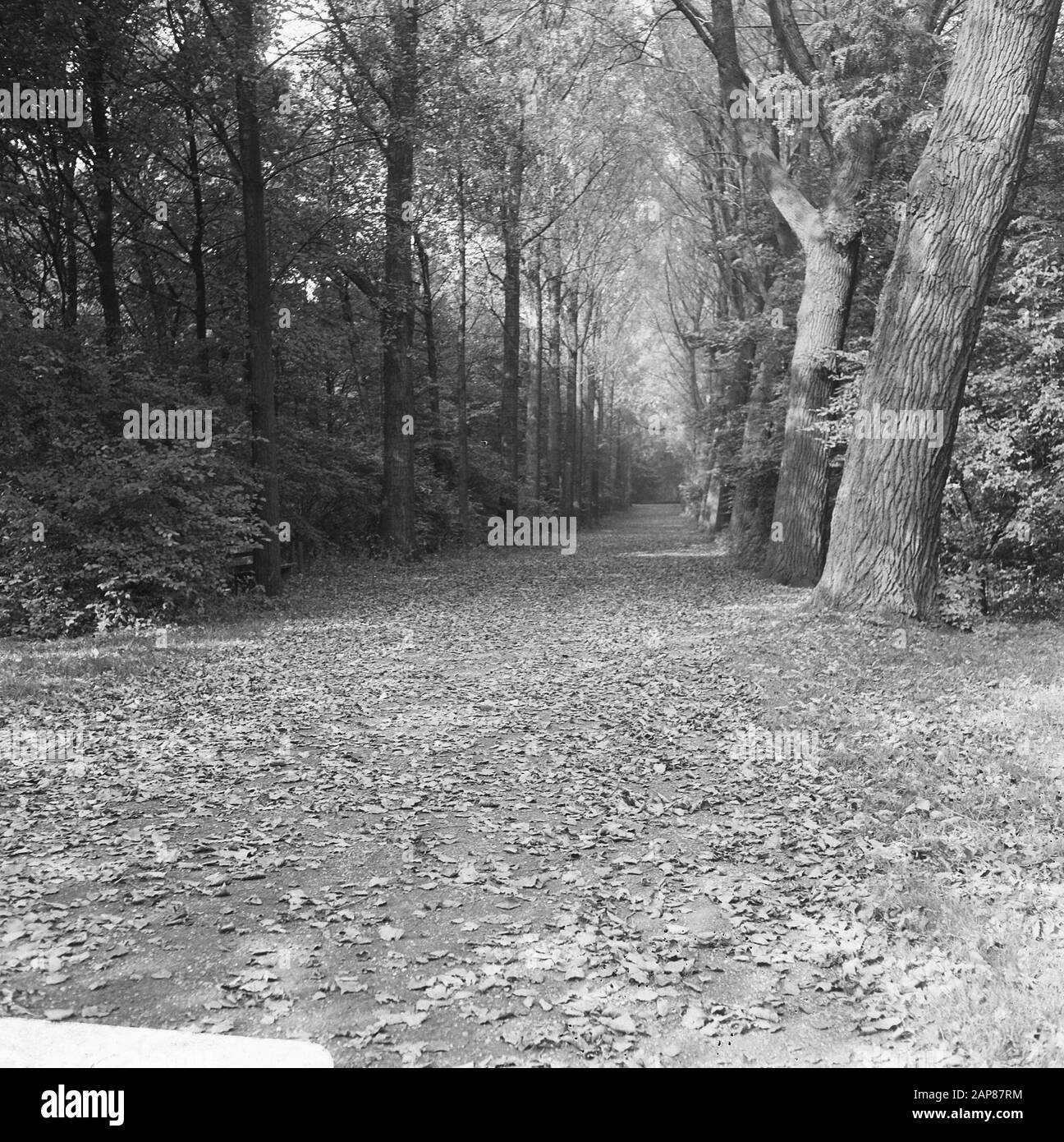 Autunno nel bosco di Rotterdam Kralingse Descrizione: Foreste, autunno Data: 3 ottobre 1966 Località: Rotterdam, Sud-Olanda Parole Chiave: Foreste, autunno Foto Stock