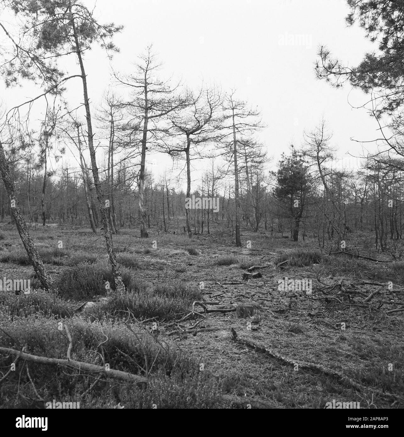 Forest fuoco e danni tempesta, foreste, bruciato Data: Parole Chiave non ondate: Forest fuoco e danni tempesta, foreste, bruciato Foto Stock