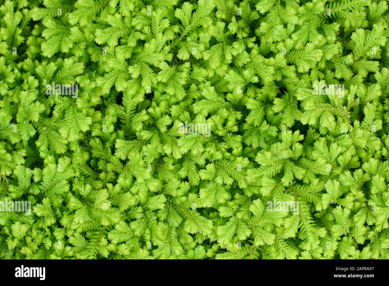 Krauss's clubmoss sfondo verde naturale, nome scientifico Selaginella kraussiana Foto Stock