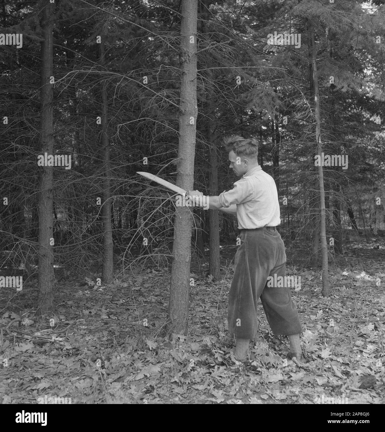 Silvicoltura, lavoratori, utensili Data: Parole Chiave non utilizzate: Operai, lavorazione del legno, strumenti Foto Stock