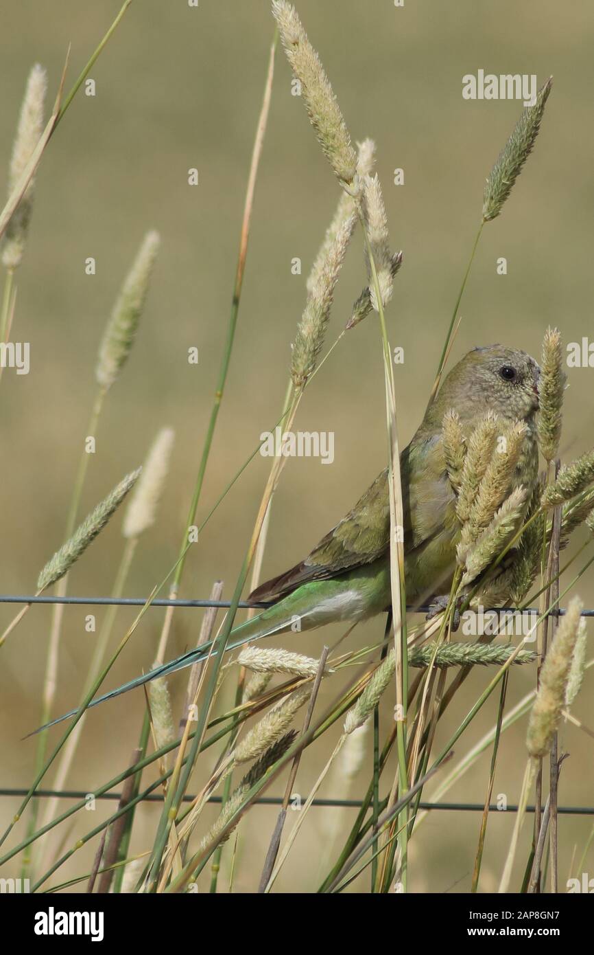 Femmina rosso rumped pappagallo che alimenta su erba di grano seduta su recinzione di fattoria Foto Stock