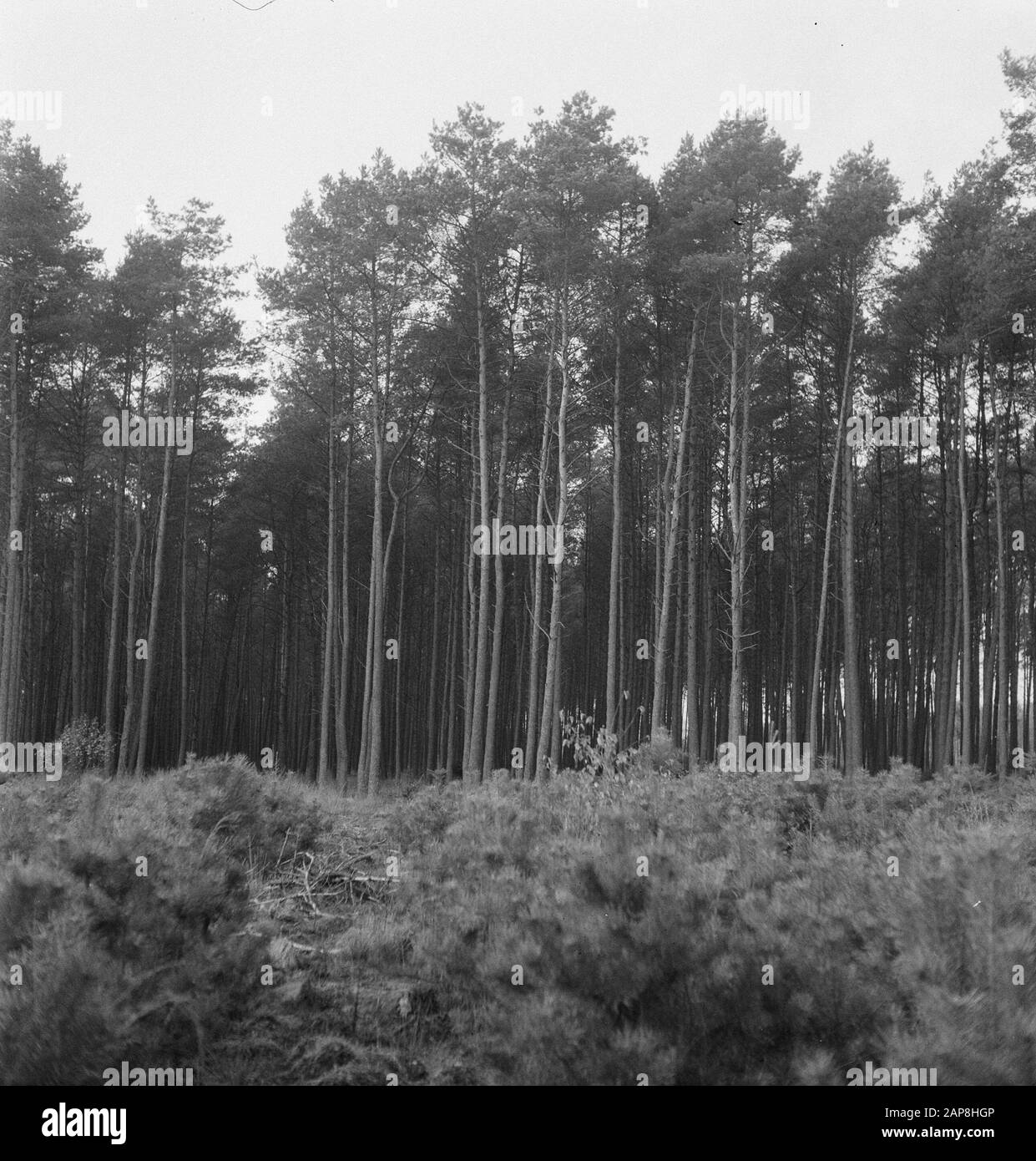 Foreste Data: Parole Chiave non date: Foreste Foto Stock