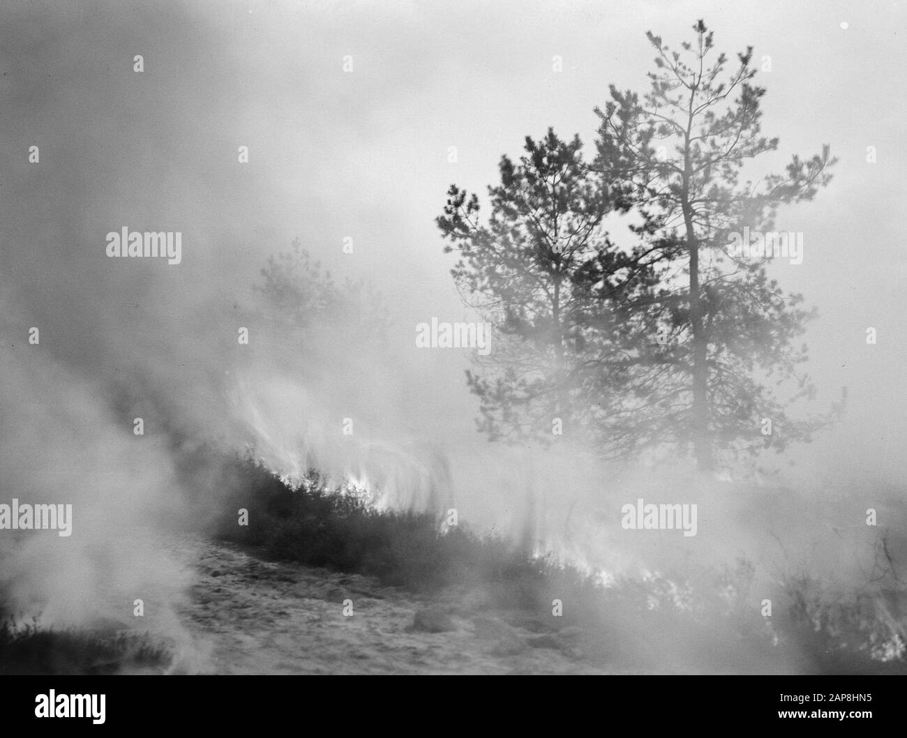 Forest Fire, Storm Damage Data: Parole Chiave non date: Forest Fire, Storm Damage Foto Stock