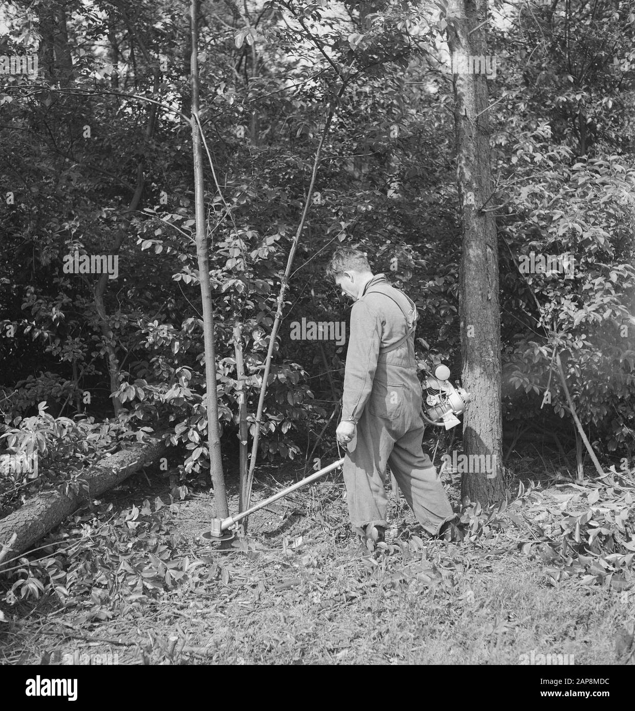 Silvicoltura, lavoratori, attrezzi, Data di lavoro: Parole Chiave non utilizzate: Lavoratori, silvicoltura, strumenti, lavoro Foto Stock