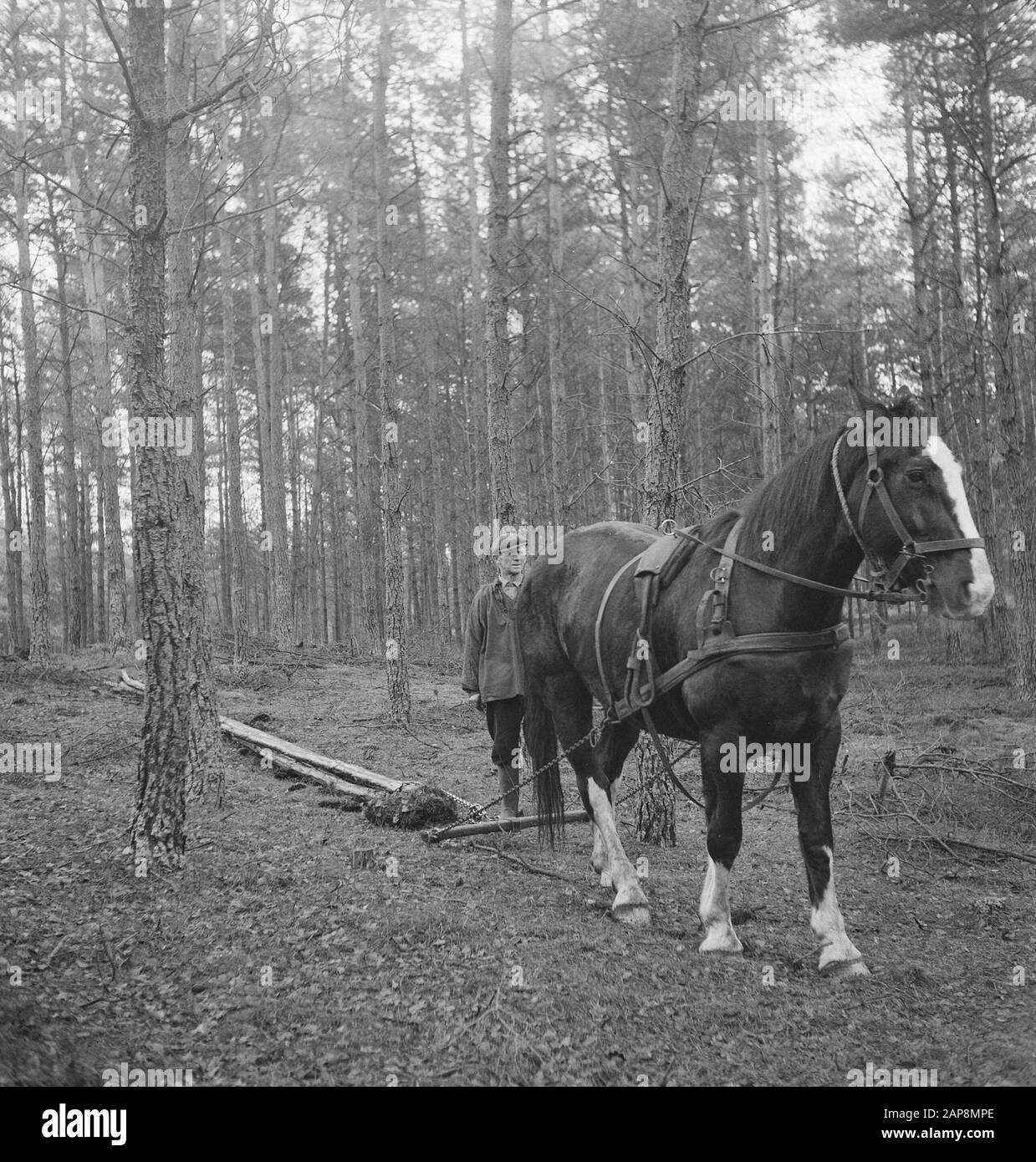 Silvicoltura, lavoratori, tronchi di albero, animali, traino di lavoro, cavalli Data: Parole Chiave non utilizzate: Lavoratori, tronchi di albero, legno, animali, traino di lavoro Nome personale: Cavalli Foto Stock