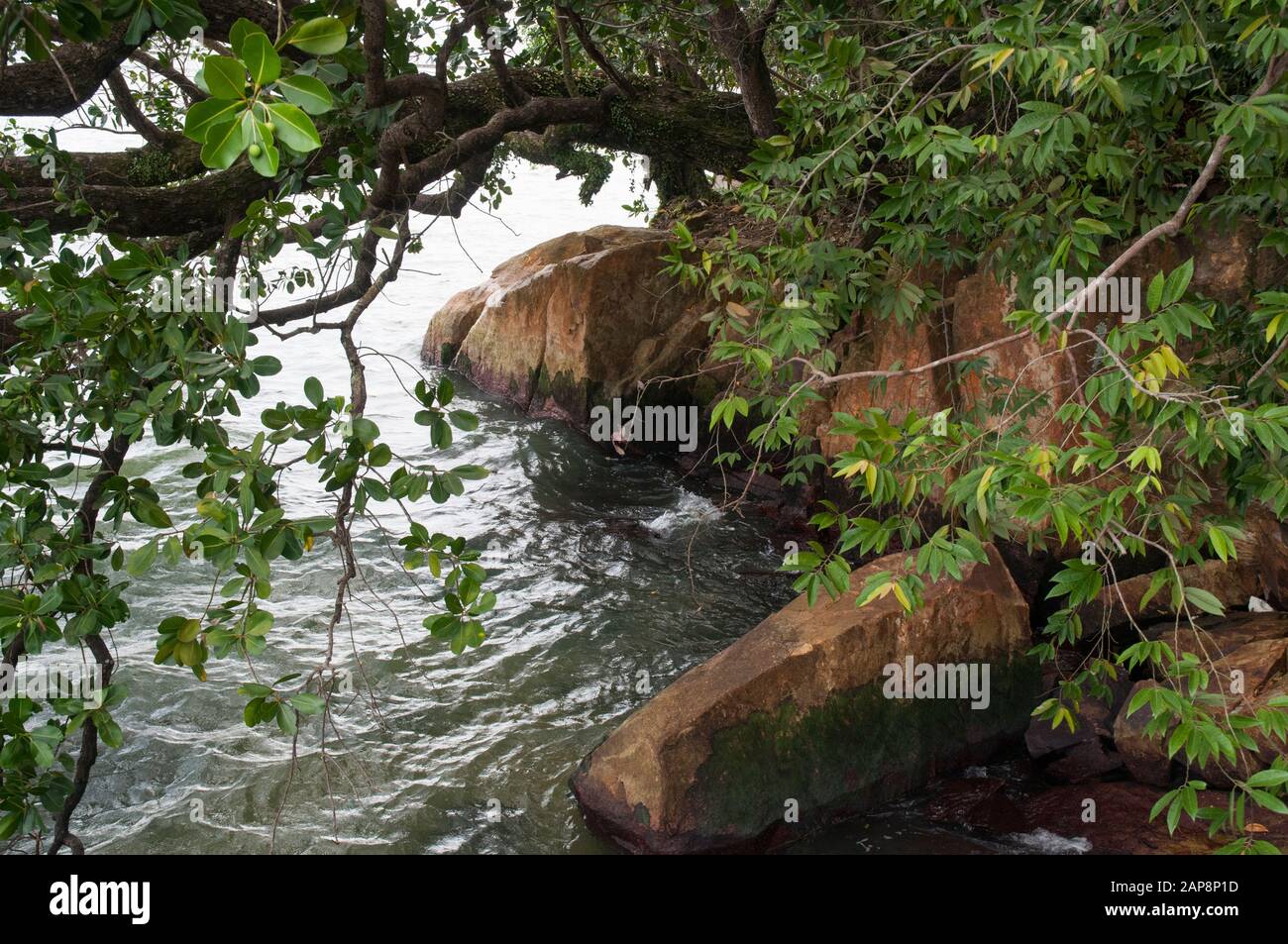 Le zone umide costiere di riserva a Chek Jawa a Pulau Ubin, Singapore Foto Stock