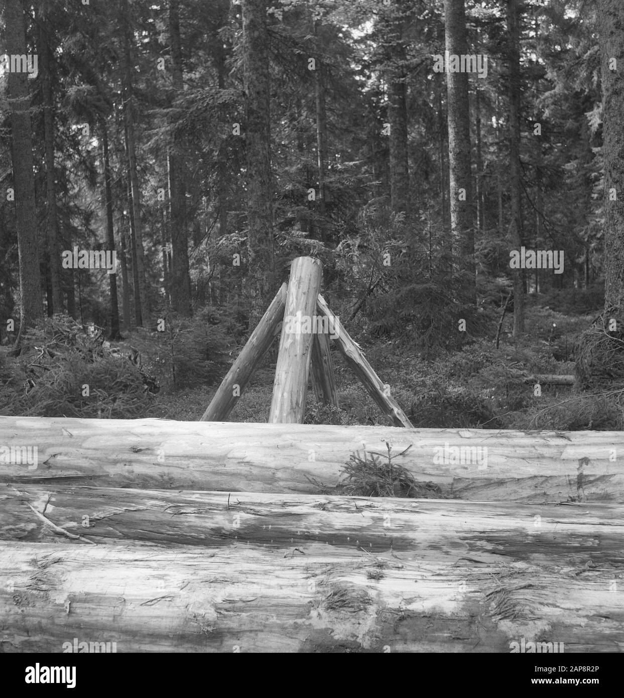 Lavorazione del legno, tronchi, panoramiche Data: Parole Chiave non date: Tronchi da sega, legno da lavoro, panoramiche Foto Stock