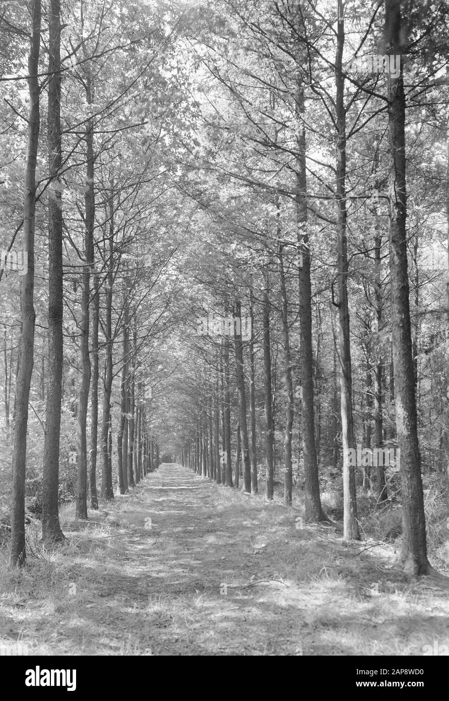Forest Roads, Oak, american, Equies, snippet The Date: Unundated Location: Looser Keywords: American, Forest Roads, Oak, Entenuta Nome personale: Snippert de Foto Stock Forest Roads, Oak, american, Equies, snippet The Date: Unundated Location: Looser Keywords: American, Forest Roads, Oak, Entenuta Nome personale: Snippert de Foto Stock