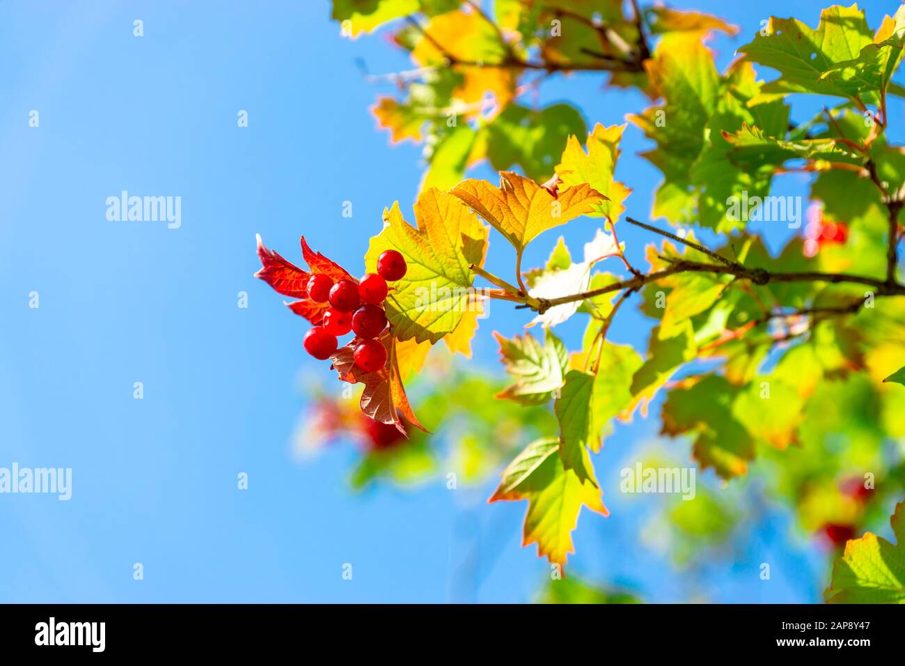 Il brunch di Guelder Rose su uno sfondo azzurro cielo Foto Stock