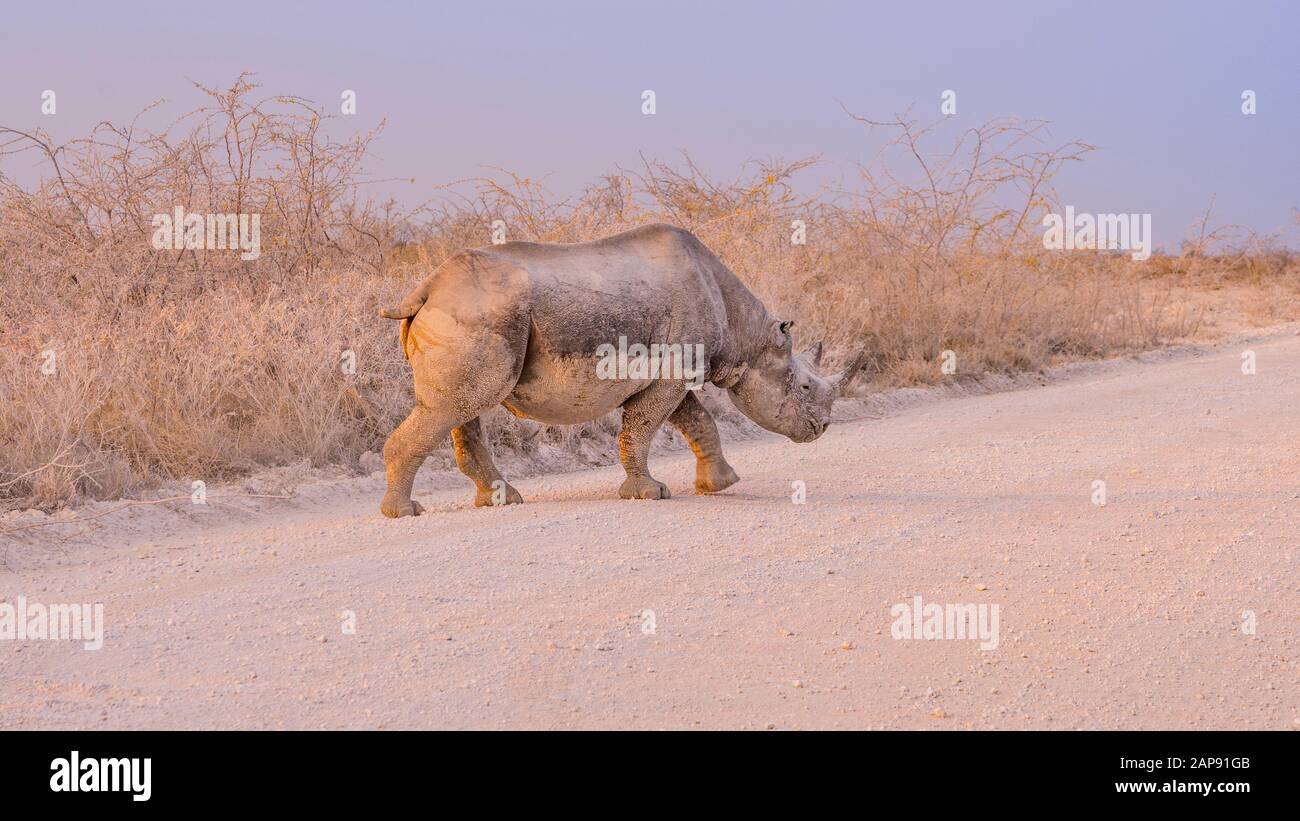 Rinoceronte nero nel Parco Nazionale Etosha in Namibia. Foto Stock