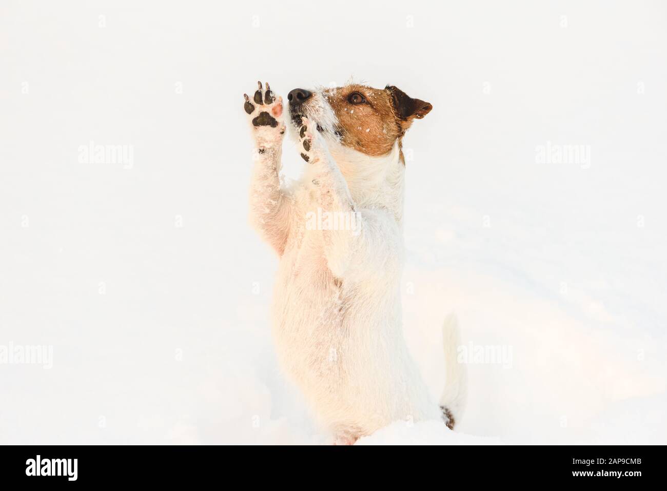 Cane sensazione di freddo nella neve che implora il proprietario di prenderlo nelle mani Foto Stock