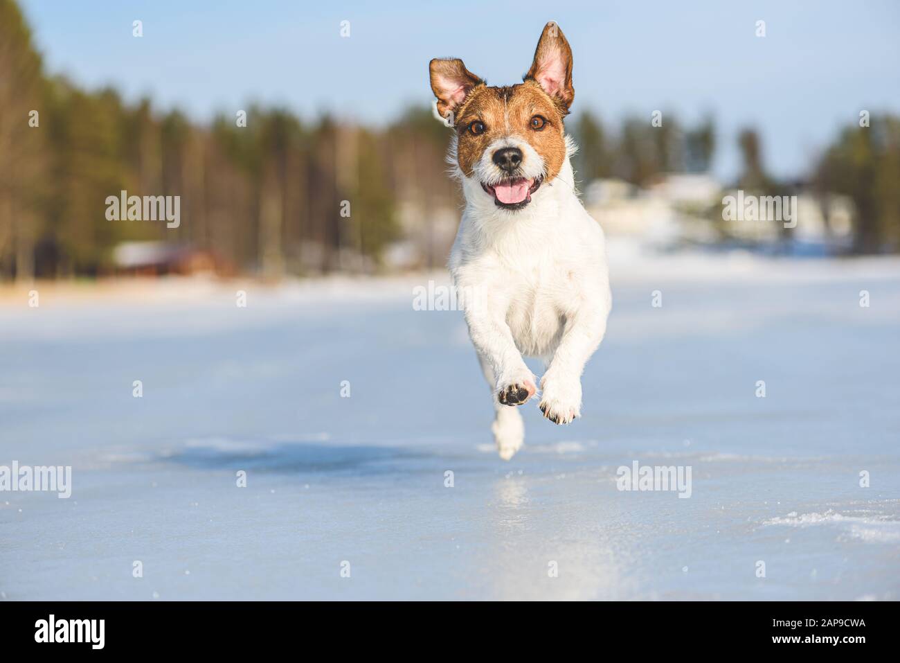 Cane felice e ebulliente che gioca e corre su ghiaccio del lago ghiacciato in una bella giornata invernale soleggiata Foto Stock