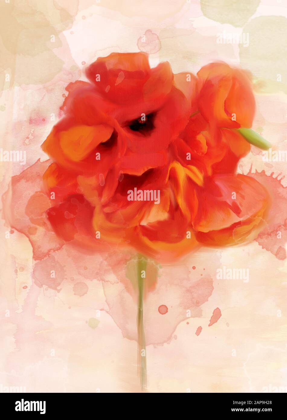 Collezione di fiori primaverili ed estivi - papaveri rossi acquerelli digitali su sfondo vintage con macchie e macchie Foto Stock