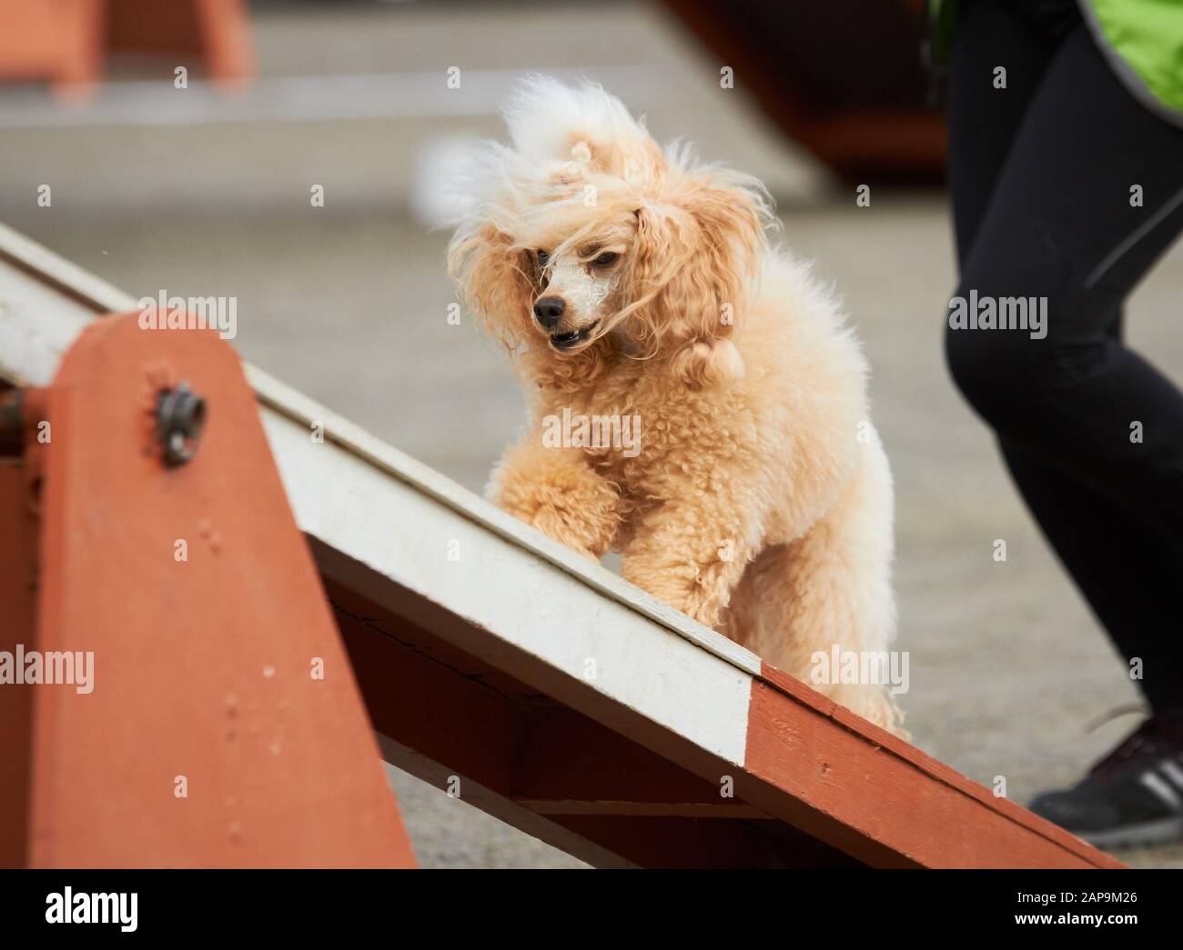 Barboncino albicocca camminando su un ostacolo alla flessibilità del cane di formazione. Grande pellicce soffiando nel vento. Azione e sport nel concetto. Foto Stock