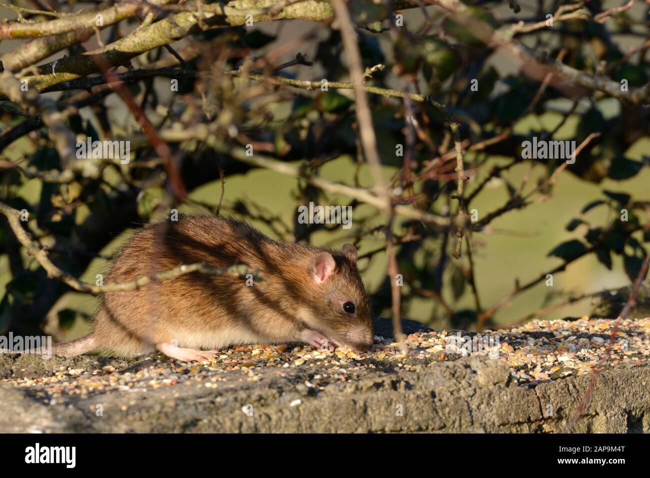 Ratto marrone Rathus novegiaus mangiare semi di cibo di uccello lasciato su un muro Foto Stock