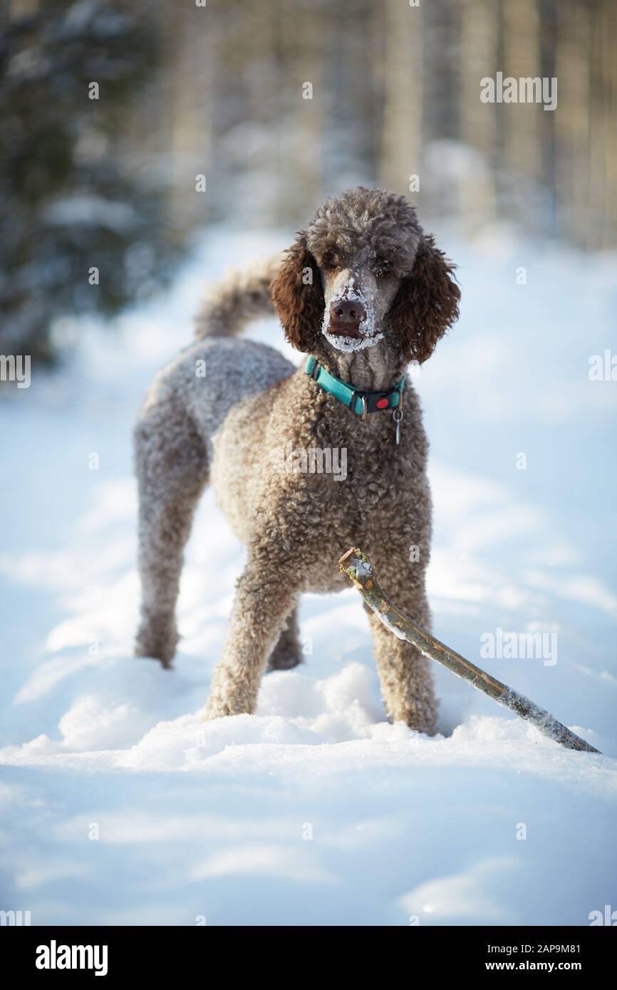 Barboncino standard in piedi nella neve su una bella giornata d'inverno. Giocoso cane icon un giocattolo in un bosco innevato in Finlandia. Uno stile di vita attivo nel concetto. Foto Stock
