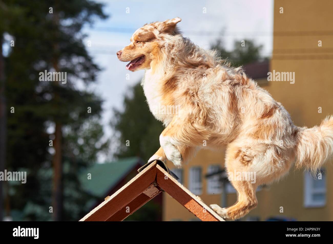 Pastore australiano su un ostacolo alla flessibilità del cane di formazione. Grande pellicce soffiando nel vento. Azione e sport nel concetto. Foto Stock
