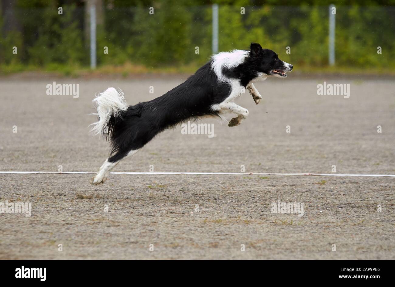 Border Collie saltando su un allenamento per l'agilità su un cane parco giochi. Foto Stock