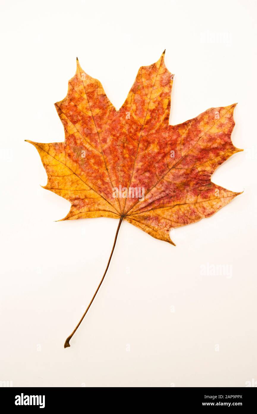 foglia di acero caduta con colori autunnali Foto Stock