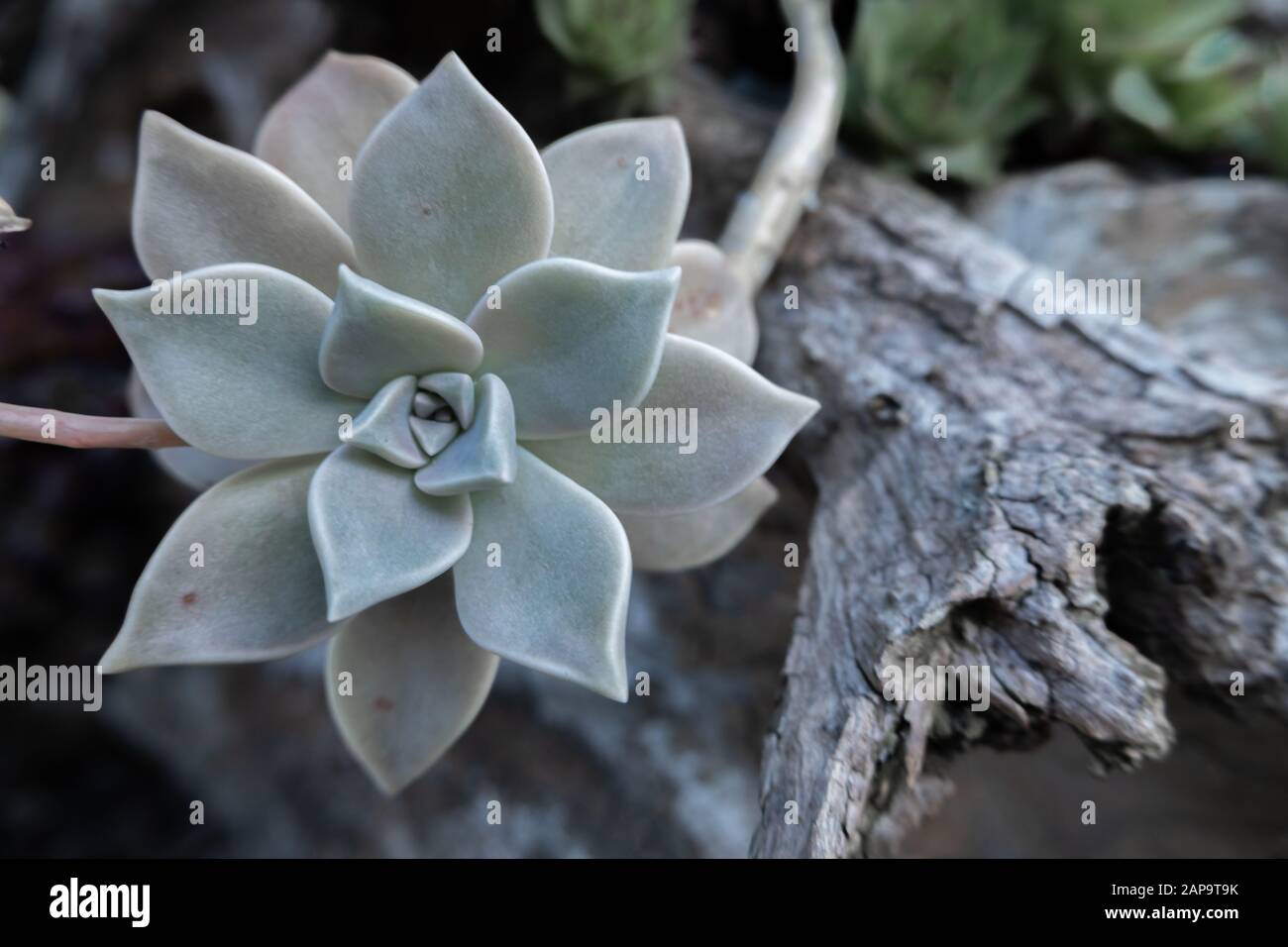 Rosetta Graptopetalum paraguayense con tonalità bluastro-grigie Foto Stock