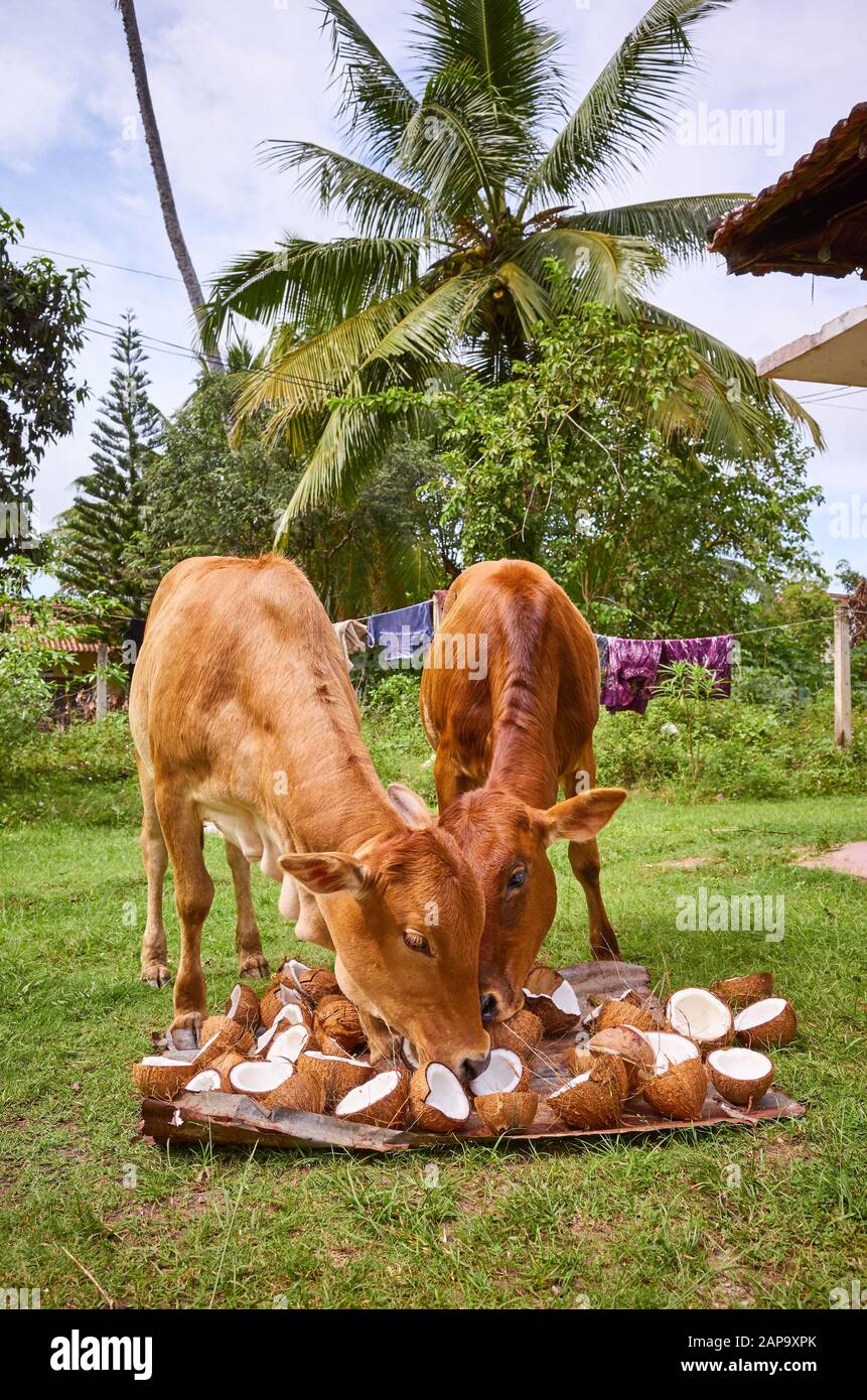 Due giovani mucche mangiano conchiglie di cocco che si asciugano su un cortile, Tangalle, Sri Lanka. Foto Stock