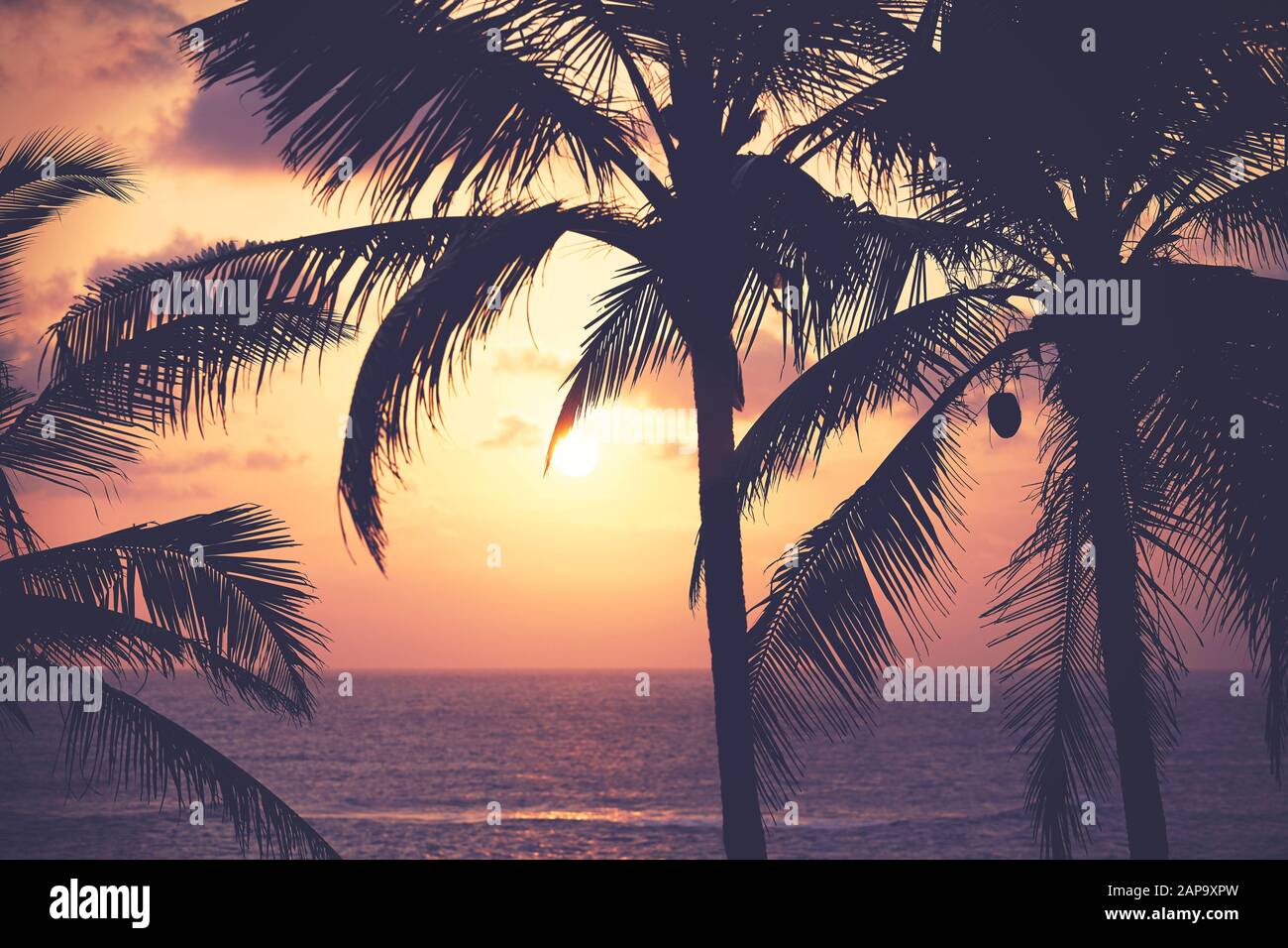 Palme da cocco silhouette al tramonto, tonificante colore applicato, tropicale concetto di vacanza. Foto Stock