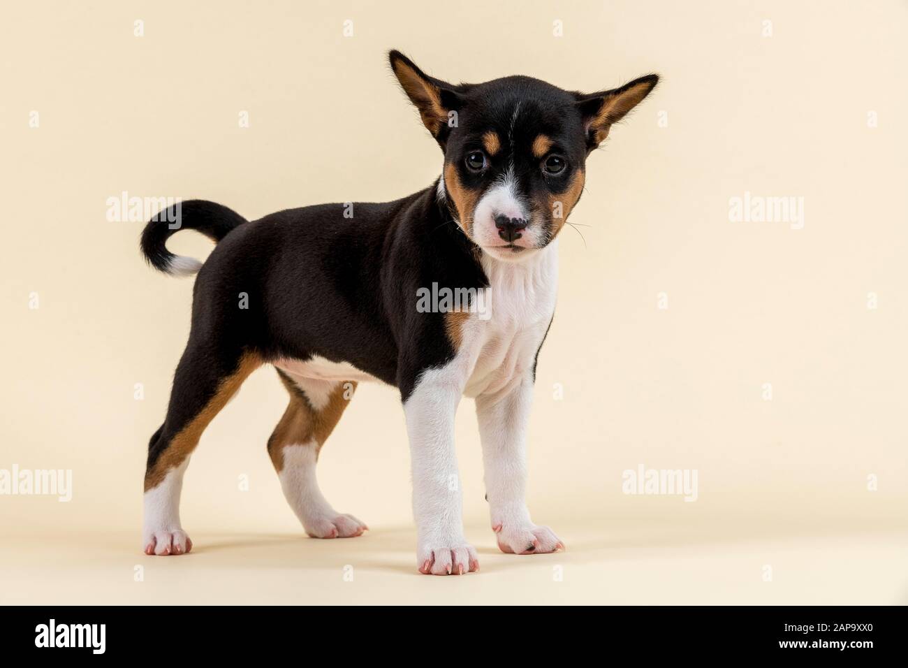 Basenji o Congo Terrier (Canis lupus familiaris), giovane animale, 6 settimane, tricolore, in piedi, vista laterale, vista diretta, scatto studio, sfondo chiaro Foto Stock
