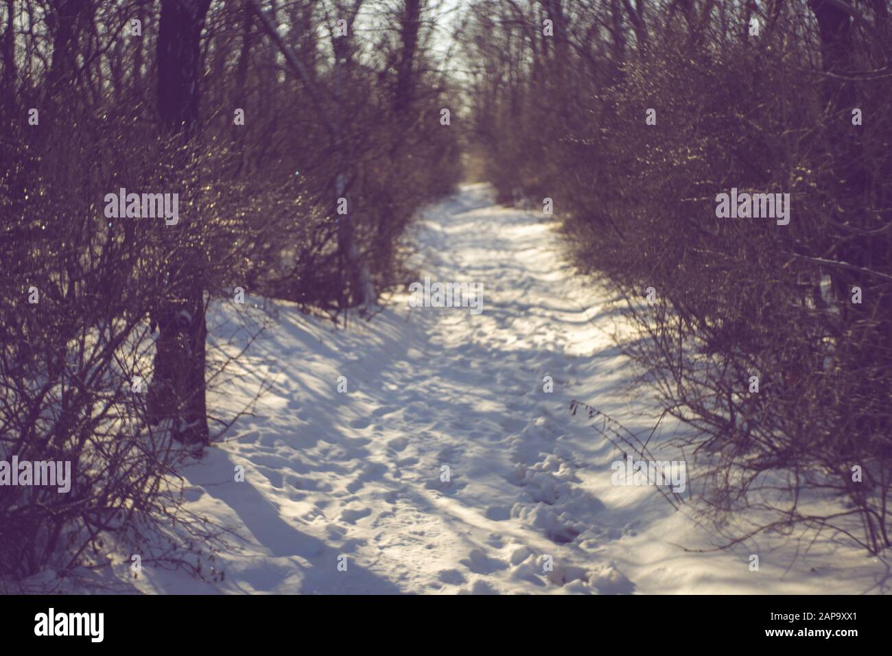 Inverno foresta con una strada innevata. Alberi e rami nel ghiaccio. Giornata di sole. Foto Stock