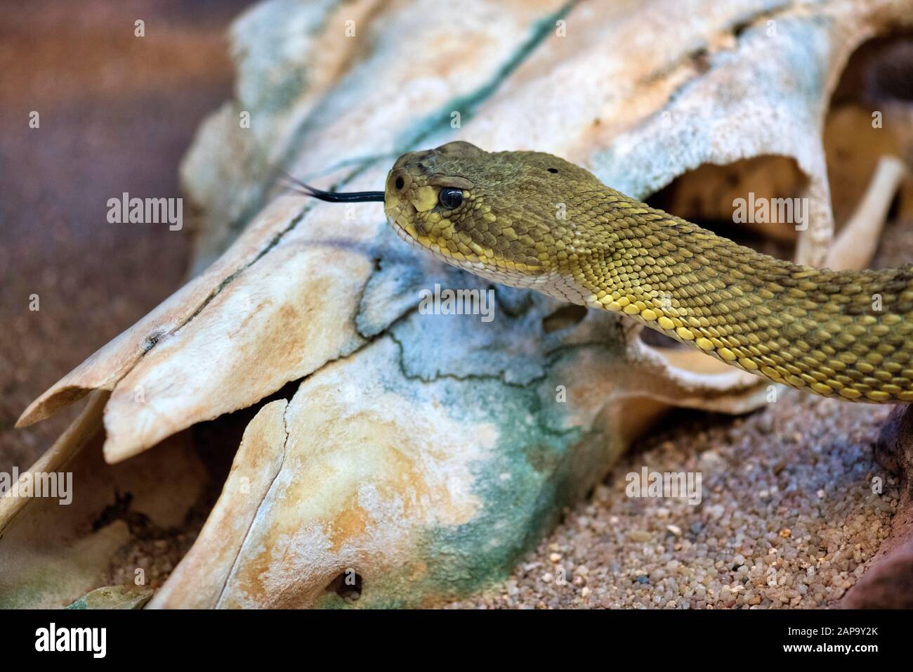 Tossico messicano costa occidentale rattlesnake (Crotalus basiliscus), prigioniero, Occorrenza Messico Foto Stock
