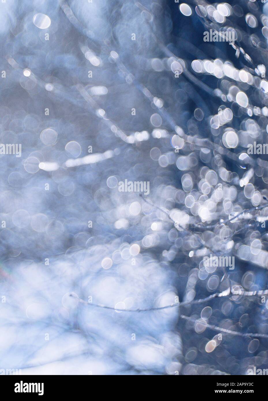 Sfocato winter card, rami di alberi con ghiaccio closeup. Foto Stock