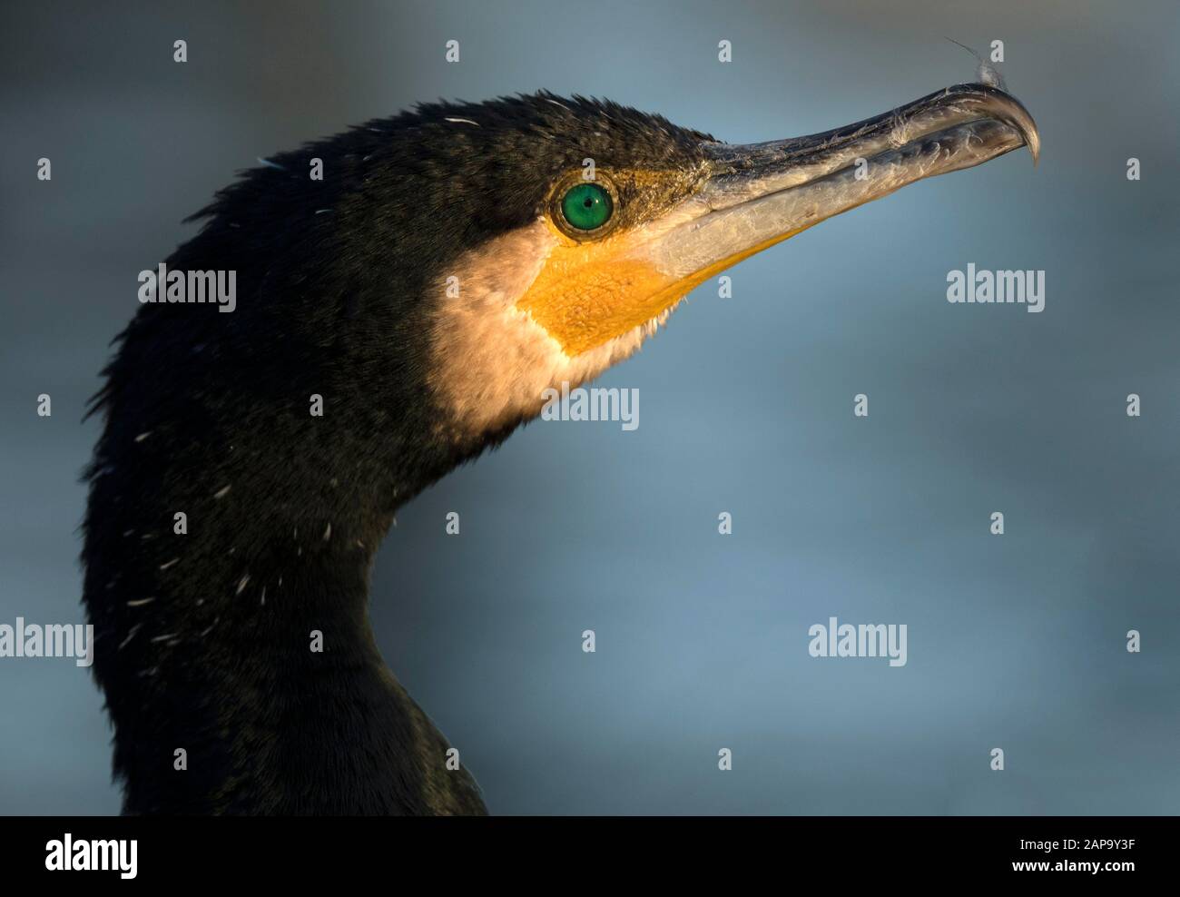 Grande cormorano (Phalacrocorax carbo) in abito invernale, ritratto animale, Baden-Wuerttemberg, Germania Foto Stock