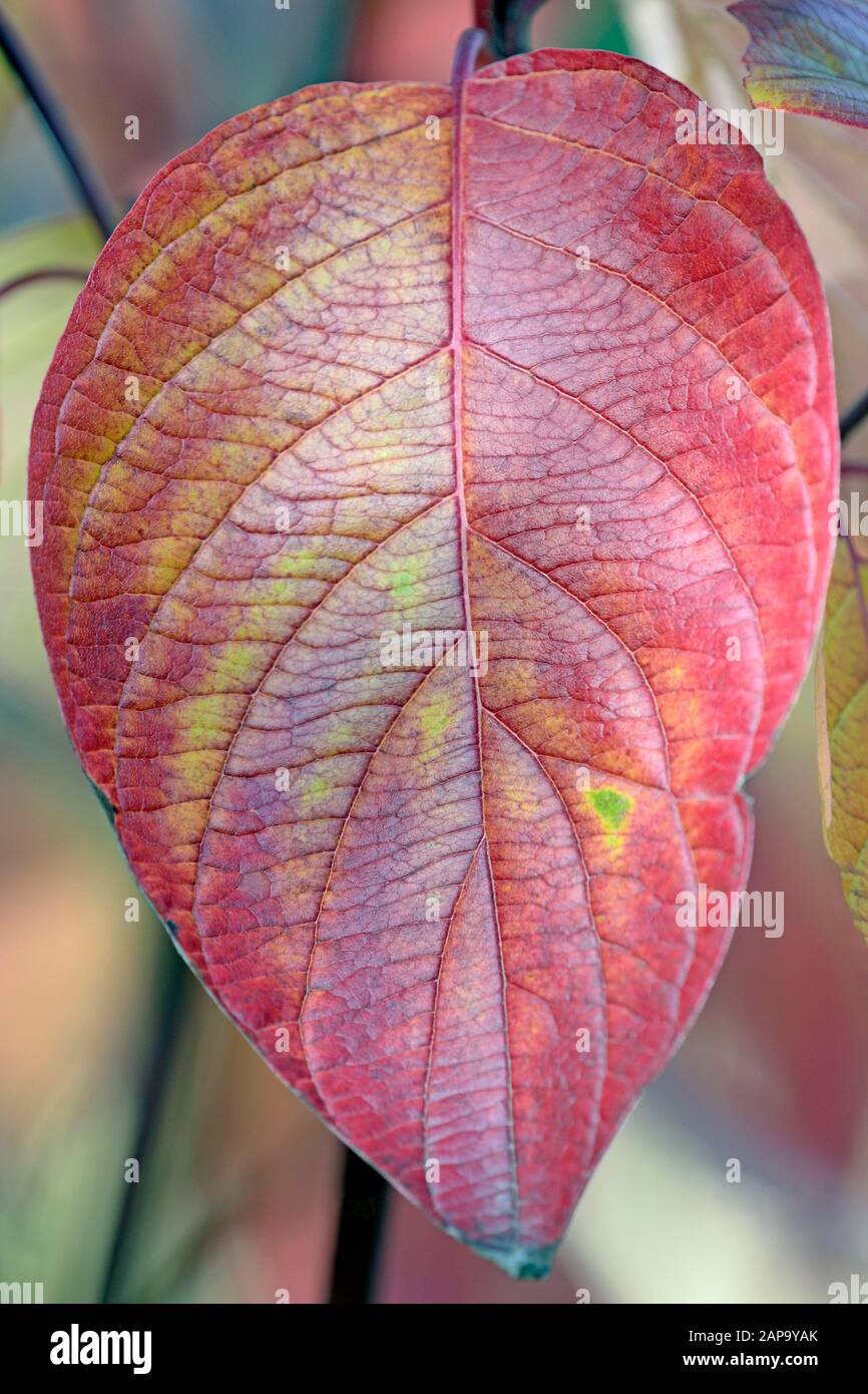 Comune Dogwood (Cornus sanguinea), foglia singola con colorazione autunnale rossa, Renania settentrionale-Vestfalia, Germania Foto Stock