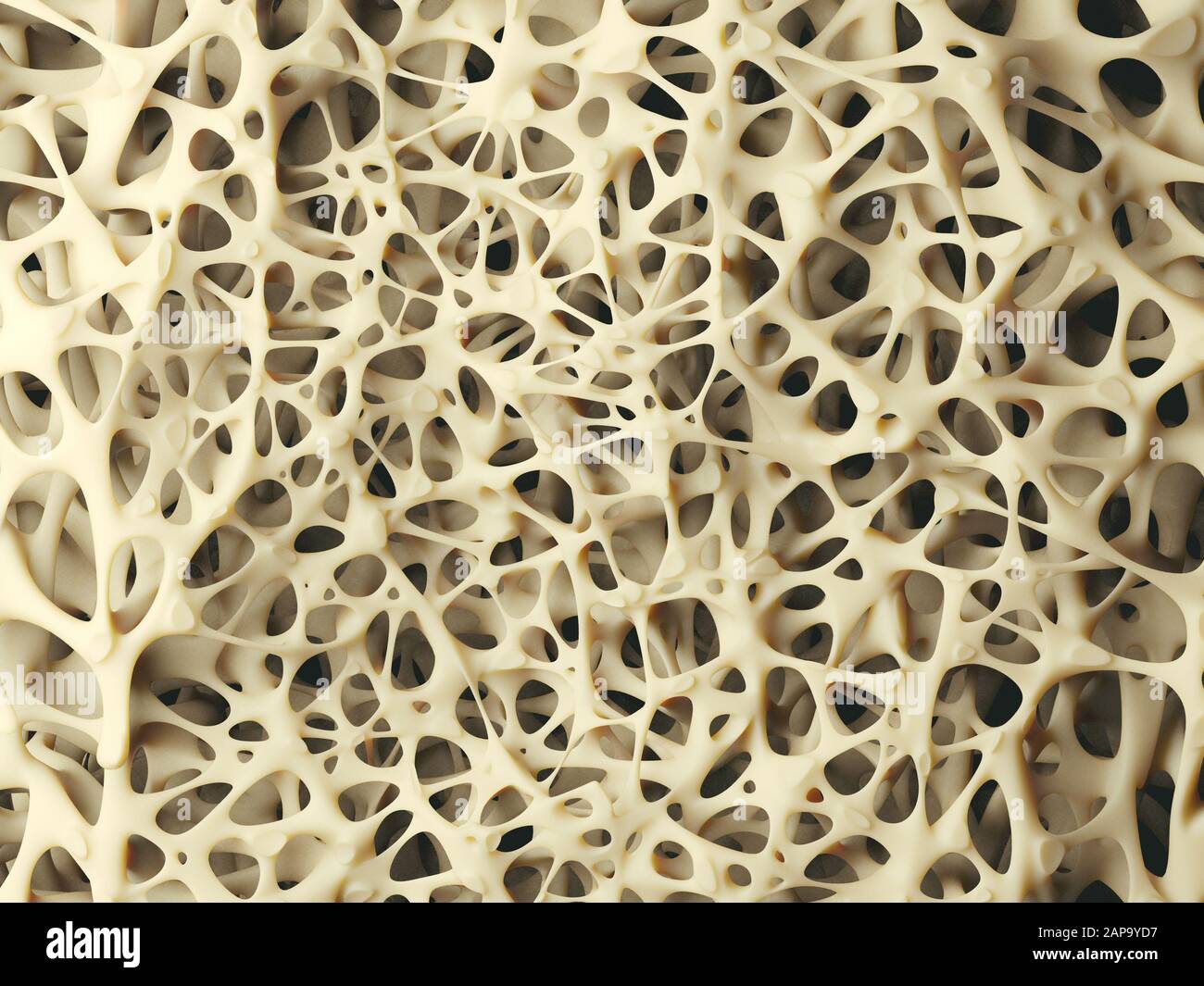 Tessuto osseo spugnoso immagini e fotografie stock ad alta risoluzione Alamy